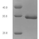 SDS-PAGE separation of QP6724 followed by commassie total protein stain results in a primary band consistent with reported data for Small proline-rich protein 3. These data demonstrate Greater than 90% as determined by SDS-PAGE.