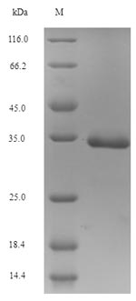 SDS-PAGE separation of QP6724 followed by commassie total protein stain results in a primary band consistent with reported data for Small proline-rich protein 3. These data demonstrate Greater than 90% as determined by SDS-PAGE.