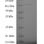 SDS-PAGE separation of QP6726 followed by commassie total protein stain results in a primary band consistent with reported data for Serine palmitoyltransferase 2. These data demonstrate Greater than 90% as determined by SDS-PAGE.