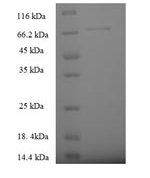 SDS-PAGE separation of QP6726 followed by commassie total protein stain results in a primary band consistent with reported data for Serine palmitoyltransferase 2. These data demonstrate Greater than 90% as determined by SDS-PAGE.