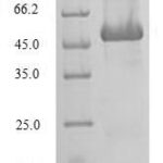 SDS-PAGE separation of QP6727 followed by commassie total protein stain results in a primary band consistent with reported data for SRI / Sorcin. These data demonstrate Greater than 80% as determined by SDS-PAGE.