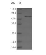 SDS-PAGE separation of QP6729 followed by commassie total protein stain results in a primary band consistent with reported data for Serine racemase. These data demonstrate Greater than 90% as determined by SDS-PAGE.