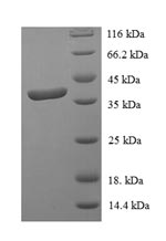 SDS-PAGE separation of QP6735 followed by commassie total protein stain results in a primary band consistent with reported data for STAT3. These data demonstrate Greater than 90% as determined by SDS-PAGE.