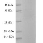 SDS-PAGE separation of QP6737 followed by commassie total protein stain results in a primary band consistent with reported data for Stress-induced-phosphoprotein 1. These data demonstrate Greater than 90% as determined by SDS-PAGE.