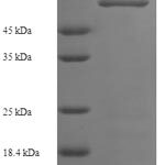 SDS-PAGE separation of QP6739 followed by commassie total protein stain results in a primary band consistent with reported data for Serine / threonine-protein kinase 25. These data demonstrate Greater than 90% as determined by SDS-PAGE.