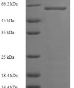 SDS-PAGE separation of QP6739 followed by commassie total protein stain results in a primary band consistent with reported data for Serine / threonine-protein kinase 25. These data demonstrate Greater than 90% as determined by SDS-PAGE.