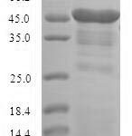 SDS-PAGE separation of QP6740 followed by commassie total protein stain results in a primary band consistent with reported data for STOM / EPB72. These data demonstrate Greater than 90% as determined by SDS-PAGE.