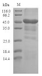 SDS-PAGE separation of QP6740 followed by commassie total protein stain results in a primary band consistent with reported data for STOM / EPB72. These data demonstrate Greater than 90% as determined by SDS-PAGE.