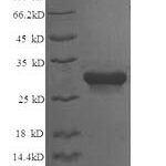 SDS-PAGE separation of QP6743 followed by commassie total protein stain results in a primary band consistent with reported data for Syntaxin-6. These data demonstrate Greater than 90% as determined by SDS-PAGE.