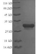 SDS-PAGE separation of QP6743 followed by commassie total protein stain results in a primary band consistent with reported data for Syntaxin-6. These data demonstrate Greater than 90% as determined by SDS-PAGE.