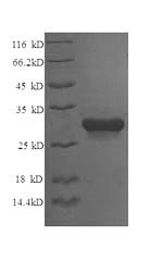 SDS-PAGE separation of QP6743 followed by commassie total protein stain results in a primary band consistent with reported data for Syntaxin-6. These data demonstrate Greater than 90% as determined by SDS-PAGE.