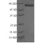 SDS-PAGE separation of QP6744 followed by commassie total protein stain results in a primary band consistent with reported data for Syntaxin-6. These data demonstrate Greater than 90% as determined by SDS-PAGE.