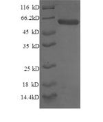 SDS-PAGE separation of QP6744 followed by commassie total protein stain results in a primary band consistent with reported data for Syntaxin-6. These data demonstrate Greater than 90% as determined by SDS-PAGE.