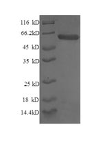 SDS-PAGE separation of QP6744 followed by commassie total protein stain results in a primary band consistent with reported data for Syntaxin-6. These data demonstrate Greater than 90% as determined by SDS-PAGE.