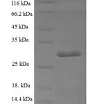 SDS-PAGE separation of QP6745 followed by commassie total protein stain results in a primary band consistent with reported data for SUB1. These data demonstrate Greater than 90% as determined by SDS-PAGE.