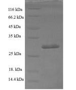 SDS-PAGE separation of QP6745 followed by commassie total protein stain results in a primary band consistent with reported data for SUB1. These data demonstrate Greater than 90% as determined by SDS-PAGE.