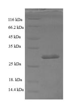 SDS-PAGE separation of QP6745 followed by commassie total protein stain results in a primary band consistent with reported data for SUB1. These data demonstrate Greater than 90% as determined by SDS-PAGE.