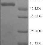 SDS-PAGE separation of QP6748 followed by commassie total protein stain results in a primary band consistent with reported data for SULT1A3. These data demonstrate Greater than 90% as determined by SDS-PAGE.