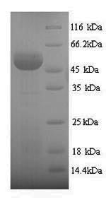 SDS-PAGE separation of QP6750 followed by commassie total protein stain results in a primary band consistent with reported data for Sulfite oxidase