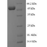 SDS-PAGE separation of QP6752 followed by commassie total protein stain results in a primary band consistent with reported data for SUPT3H. These data demonstrate Greater than 90% as determined by SDS-PAGE.