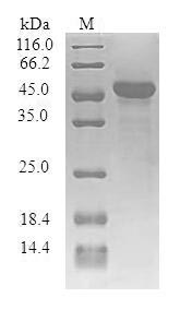 SDS-PAGE separation of QP6755 followed by commassie total protein stain results in a primary band consistent with reported data for Synaptogyrin-1. These data demonstrate Greater than 80% as determined by SDS-PAGE.