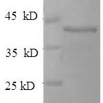 SDS-PAGE separation of QP6757 followed by commassie total protein stain results in a primary band consistent with reported data for Synaptotagmin-1. These data demonstrate Greater than 90% as determined by SDS-PAGE.