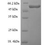 SDS-PAGE separation of QP6762 followed by commassie total protein stain results in a primary band consistent with reported data for Threonine--tRNA ligase