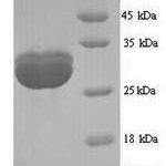 SDS-PAGE separation of QP6764 followed by commassie total protein stain results in a primary band consistent with reported data for SPT15. These data demonstrate Greater than 90% as determined by SDS-PAGE.