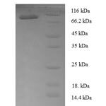 SDS-PAGE separation of QP6766 followed by commassie total protein stain results in a primary band consistent with reported data for T-box transcription factor TBX18. These data demonstrate Greater than 90% as determined by SDS-PAGE.