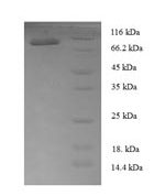 SDS-PAGE separation of QP6766 followed by commassie total protein stain results in a primary band consistent with reported data for T-box transcription factor TBX18. These data demonstrate Greater than 90% as determined by SDS-PAGE.