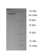 SDS-PAGE separation of QP6766 followed by commassie total protein stain results in a primary band consistent with reported data for T-box transcription factor TBX18. These data demonstrate Greater than 90% as determined by SDS-PAGE.