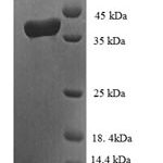 SDS-PAGE separation of QP6768 followed by commassie total protein stain results in a primary band consistent with reported data for TCEB1. These data demonstrate Greater than 90% as determined by SDS-PAGE.