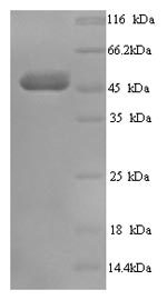 SDS-PAGE separation of QP6769 followed by commassie total protein stain results in a primary band consistent with reported data for Transcobalamin-1. These data demonstrate Greater than 90% as determined by SDS-PAGE.