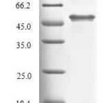 SDS-PAGE separation of QP6770 followed by commassie total protein stain results in a primary band consistent with reported data for Tryptophan 2