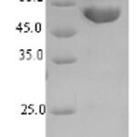 SDS-PAGE separation of QP6771 followed by commassie total protein stain results in a primary band consistent with reported data for Tryptophan 2