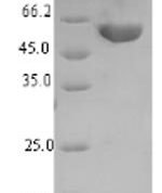 SDS-PAGE separation of QP6771 followed by commassie total protein stain results in a primary band consistent with reported data for Tryptophan 2