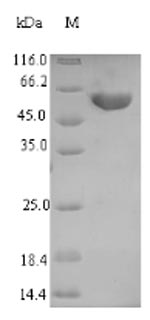 SDS-PAGE separation of QP6771 followed by commassie total protein stain results in a primary band consistent with reported data for Tryptophan 2