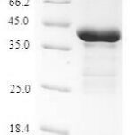 SDS-PAGE separation of QP6772 followed by commassie total protein stain results in a primary band consistent with reported data for Calcineurin B homologous protein 3. These data demonstrate Greater than 90% as determined by SDS-PAGE.