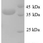 SDS-PAGE separation of QP6773 followed by commassie total protein stain results in a primary band consistent with reported data for Testis-expressed sequence 12 protein. These data demonstrate Greater than 90% as determined by SDS-PAGE.