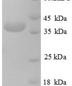 SDS-PAGE separation of QP6773 followed by commassie total protein stain results in a primary band consistent with reported data for Testis-expressed sequence 12 protein. These data demonstrate Greater than 90% as determined by SDS-PAGE.