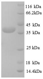 SDS-PAGE separation of QP6773 followed by commassie total protein stain results in a primary band consistent with reported data for Testis-expressed sequence 12 protein. These data demonstrate Greater than 90% as determined by SDS-PAGE.