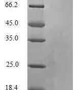 SDS-PAGE separation of QP6778 followed by commassie total protein stain results in a primary band consistent with reported data for TGF-beta 1 / TGFB1. These data demonstrate Greater than 90% as determined by SDS-PAGE.