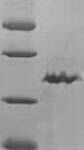 SDS-PAGE separation of QP6779 followed by commassie total protein stain results in a primary band consistent with reported data for TGF-beta 1 / TGFB1. These data demonstrate Greater than 90% as determined by SDS-PAGE.