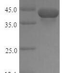 SDS-PAGE separation of QP6780 followed by commassie total protein stain results in a primary band consistent with reported data for TGF-beta 1 / TGFB1. These data demonstrate Greater than 80% as determined by SDS-PAGE.