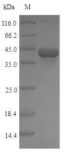 SDS-PAGE separation of QP6780 followed by commassie total protein stain results in a primary band consistent with reported data for TGF-beta 1 / TGFB1. These data demonstrate Greater than 80% as determined by SDS-PAGE.