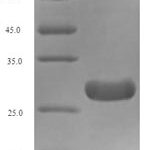 SDS-PAGE separation of QP6781 followed by commassie total protein stain results in a primary band consistent with reported data for TGF-beta 1 / TGFB1. These data demonstrate Greater than 90% as determined by SDS-PAGE.