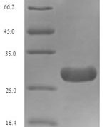 SDS-PAGE separation of QP6781 followed by commassie total protein stain results in a primary band consistent with reported data for TGF-beta 1 / TGFB1. These data demonstrate Greater than 90% as determined by SDS-PAGE.