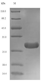 SDS-PAGE separation of QP6781 followed by commassie total protein stain results in a primary band consistent with reported data for TGF-beta 1 / TGFB1. These data demonstrate Greater than 90% as determined by SDS-PAGE.