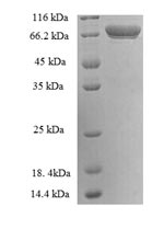 SDS-PAGE separation of QP6784 followed by commassie total protein stain results in a primary band consistent with reported data for Transglutaminase II. These data demonstrate Greater than 90% as determined by SDS-PAGE.