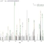 SEQUEST analysis of LC MS/MS spectra obtained from a run with QP6788 identified a match between this protein and the spectra of a peptide sequence that matches a region of Thyroid hormone receptor beta.